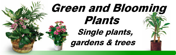 Green and Blooming plants